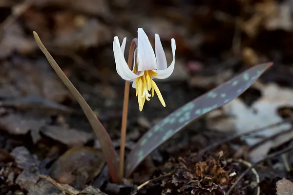 Erythronium albidum
