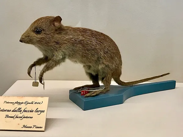 Broad-faced potoroo