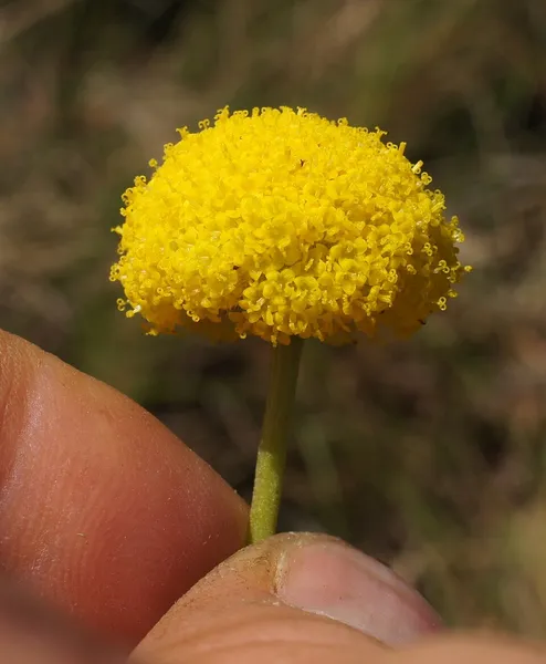 Craspedia (plant)