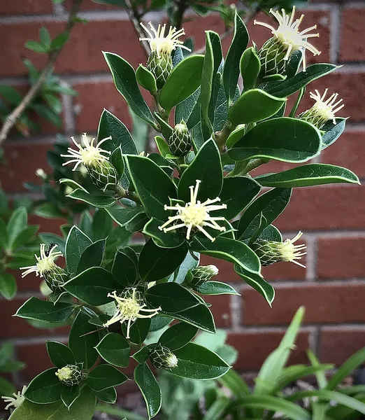 Archidasyphyllum diacanthoides
