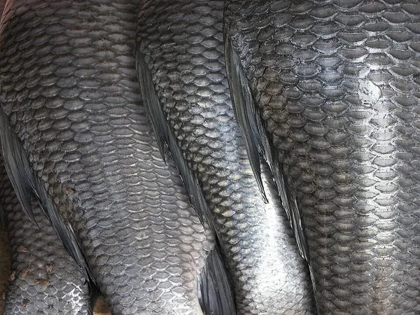 Fish scale