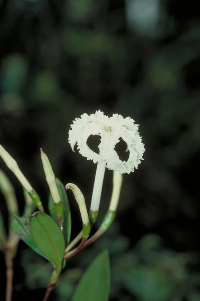 Crispiloba