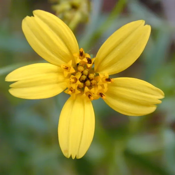 Bidens torta