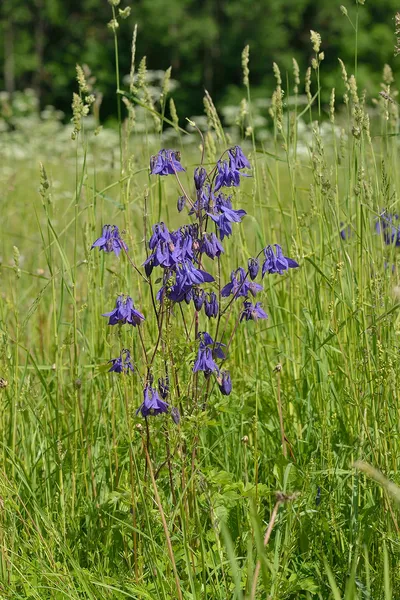 Aquilegia vulgaris