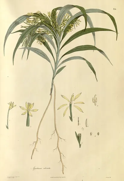 Apostasia (plant)