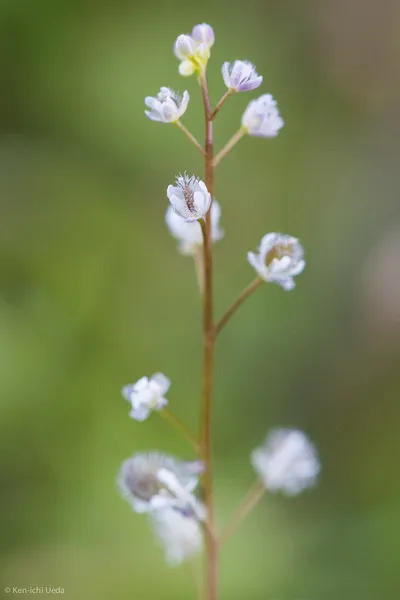 Athysanus (plant)