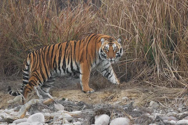 Fauna of India