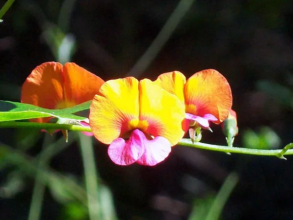 Chorizema cordatum