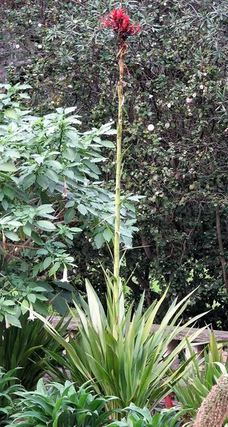 Doryanthes excelsa