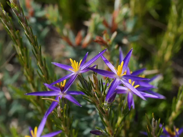 Calectasia intermedia