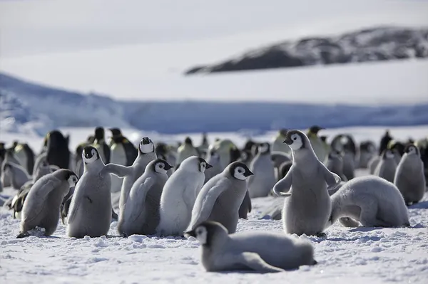 Behavioral ecology