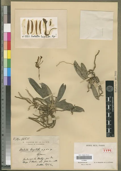 Ambrella longituba