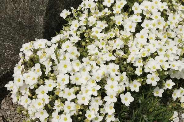 Arenaria (plant)