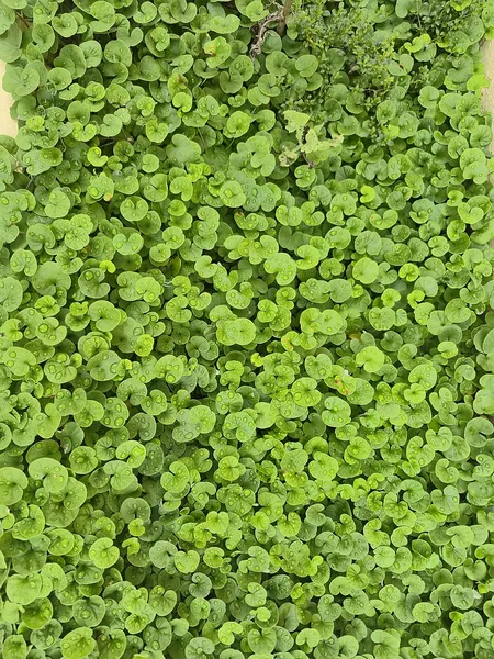 Dichondra