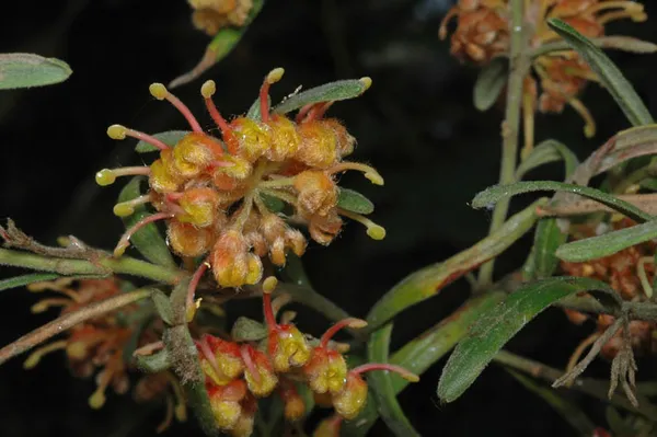 Grevillea polybractea