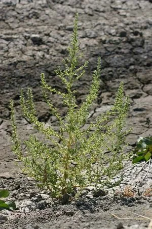 Dysphania botrys