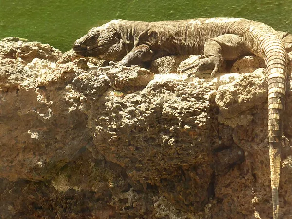 El Hierro giant lizard