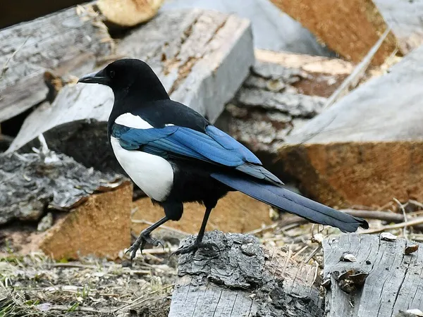Black-rumped magpie