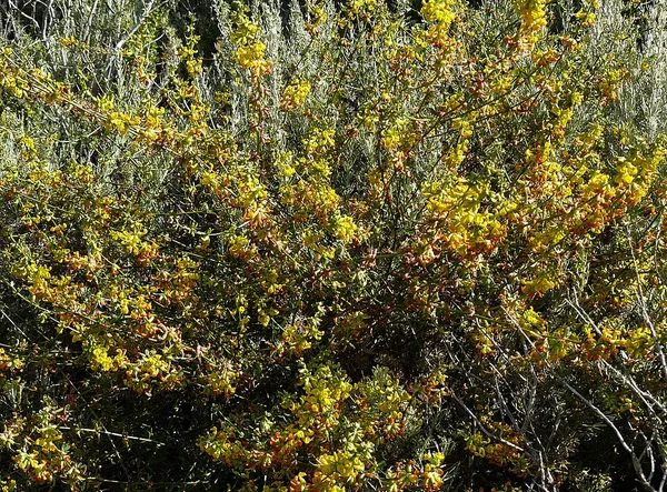 Acmispon