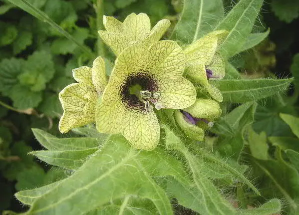 Hyoscyameae