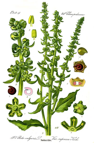 Beta (plant)