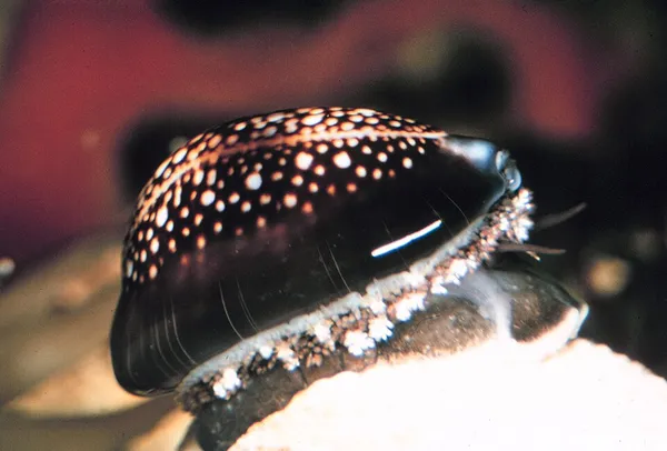 Cowrie