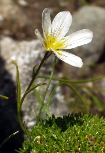Gagea serotina