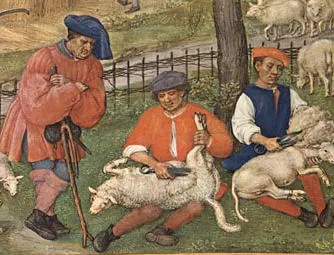 Domestication of the sheep
