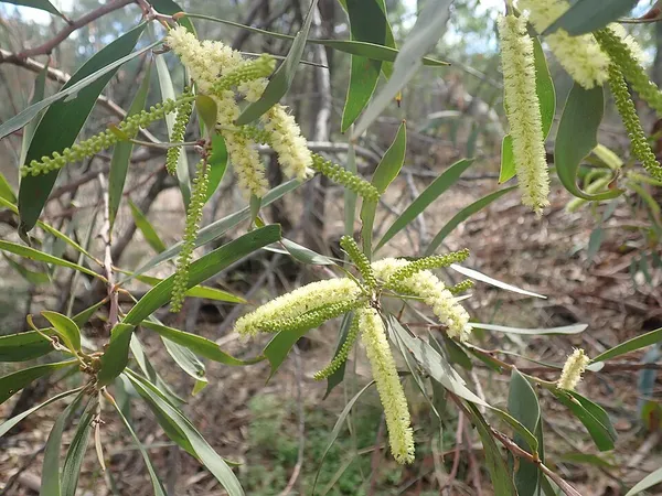 Acacia leiocalyx