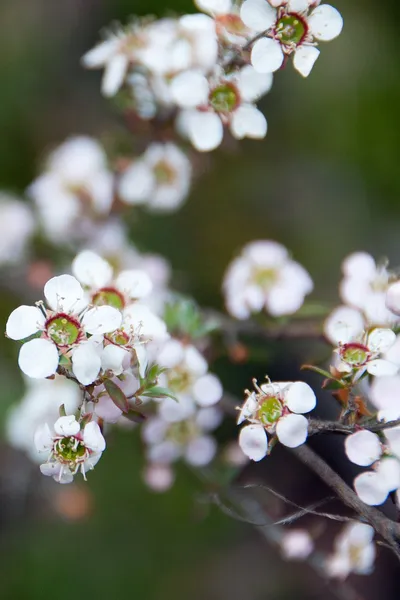 Gaudium myrsinoides