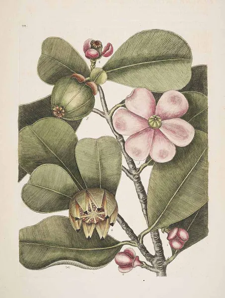 Clusiaceae