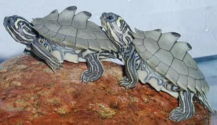 Emydidae
