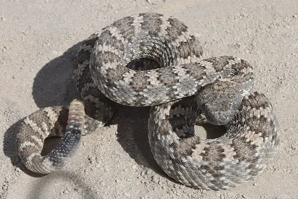 Crotalus stephensi