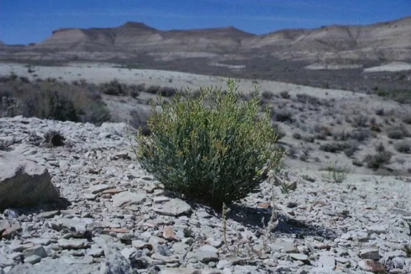 Hesperidanthus suffrutescens
