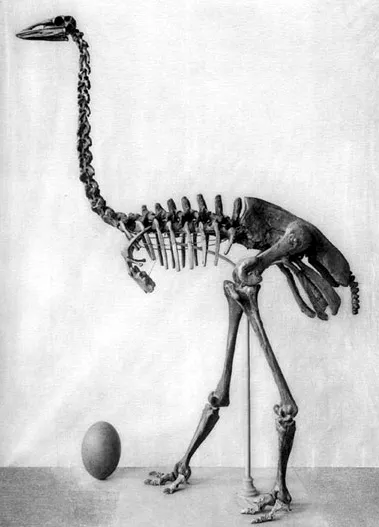 Elephant bird