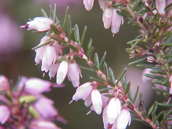 Erica (plant)
