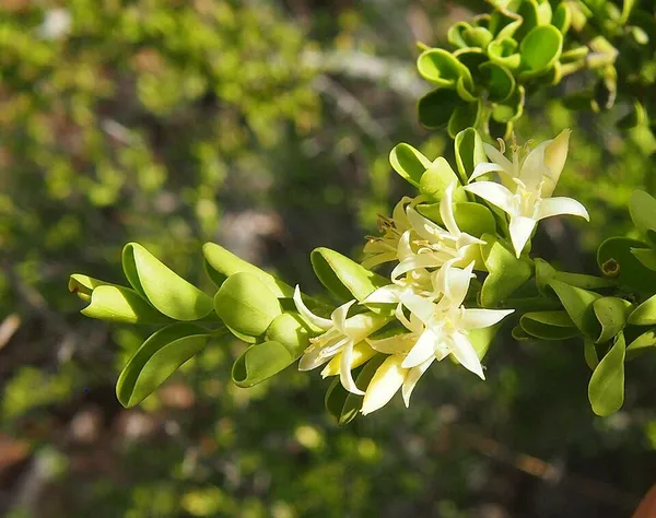 Everistia