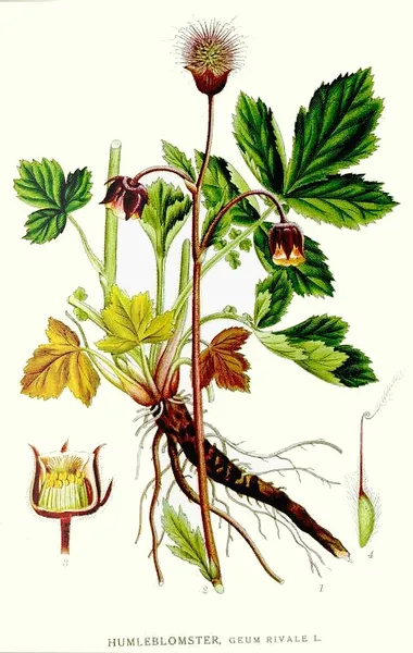 Geum