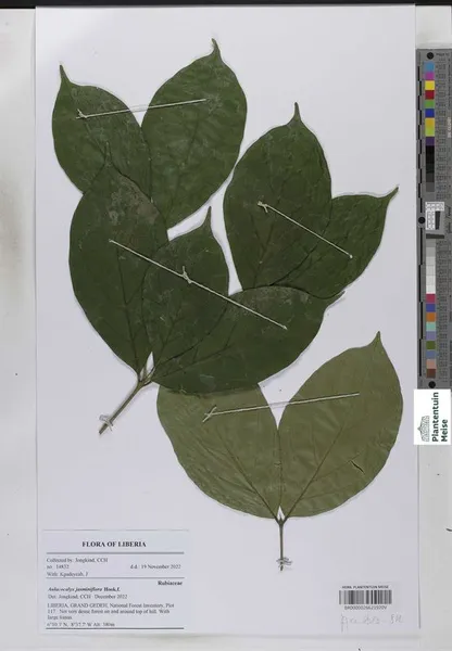 Aulacocalyx