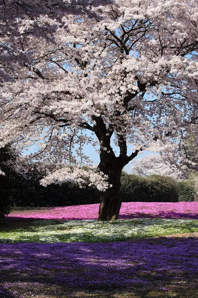Cherry blossom