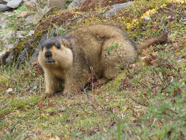 Himalayan marmot