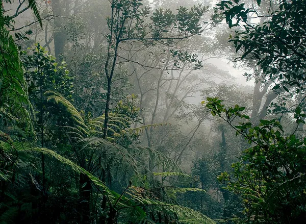 Biodiversity of Borneo