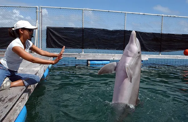 Cetacean intelligence