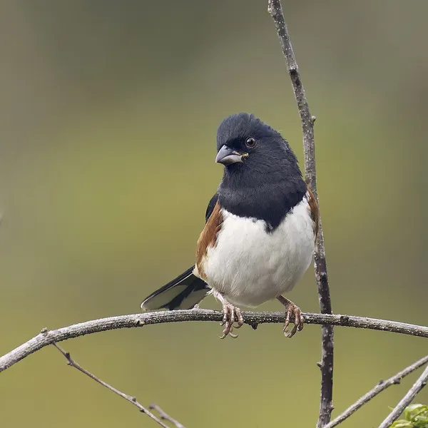 Eastern towhee