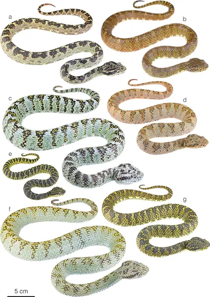 Bothriechis schlegelii