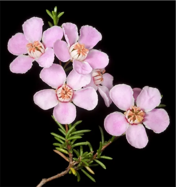 Babingtonia