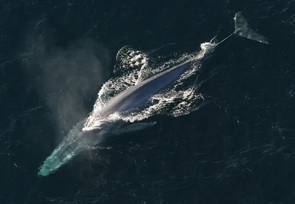 Largest and heaviest animals