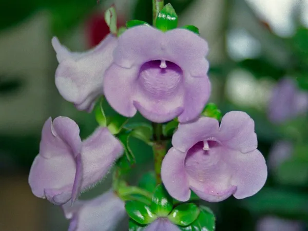 Gloxinia perennis