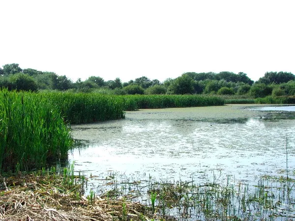 Gosforth Nature Reserve