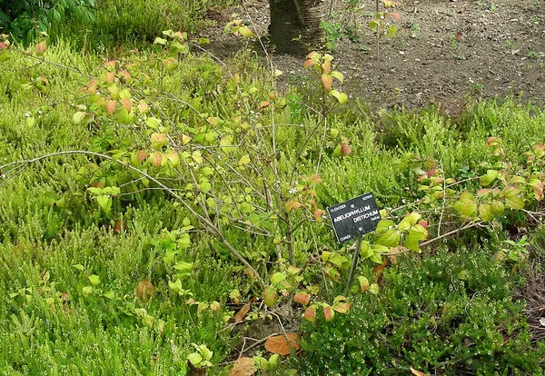 Abeliophyllum